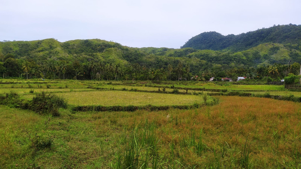 Gampong kota baru dikelilingi lahan persawahan yang ber potensi menjadi sumber pendapatan masyarakat